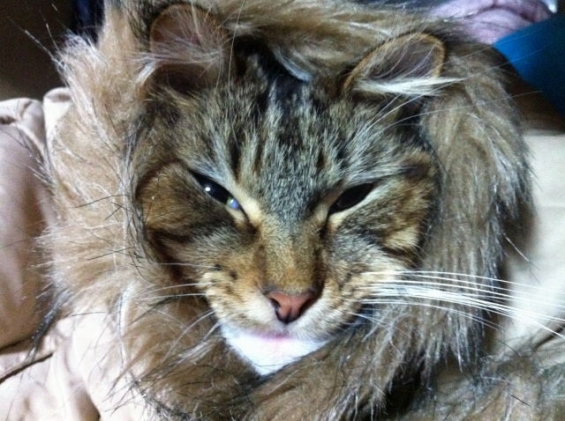 猫画像｜ライオン。