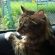 猫画像｜車窓にて。