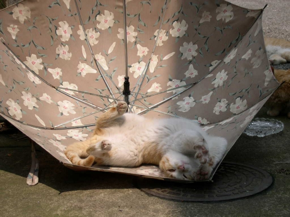 猫画像｜日傘猫