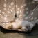 日傘猫