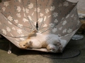 日傘猫