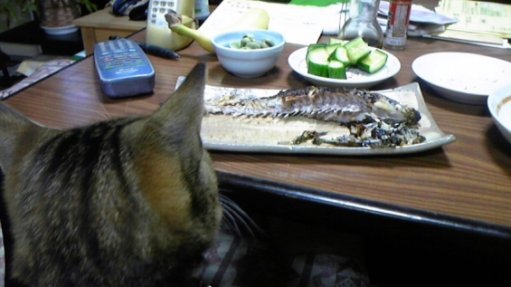 猫画像｜初たんｖｓ焼き魚