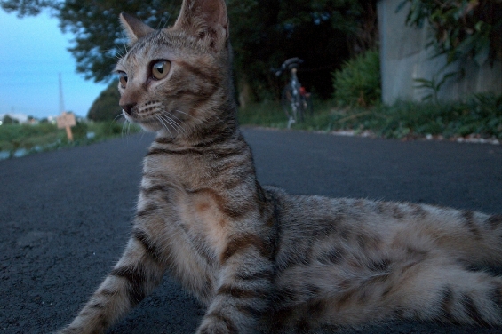 猫画像｜隼人堀川沿いで寝そべっていた子