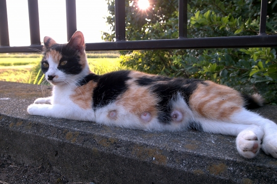 猫画像｜東武動物園近くの子沢山ネコ