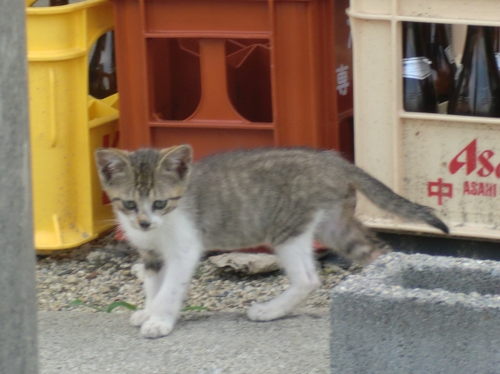 猫画像｜野良猫