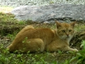 名古屋の大学の猫