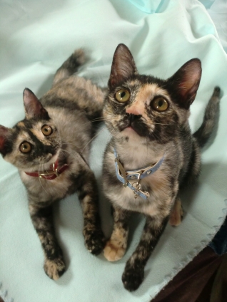 猫画像｜個性的なサビ姉妹