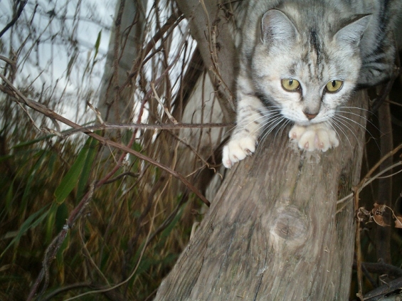猫画像｜木登り大好きシマちゃん