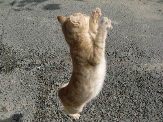 猫画像｜ハイジャンプっ!