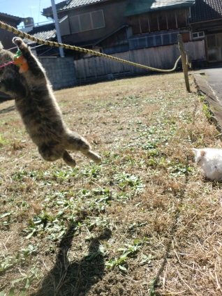 猫画像｜空へジャンプッ!