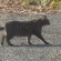 猫画像｜歩く黒トラ君。