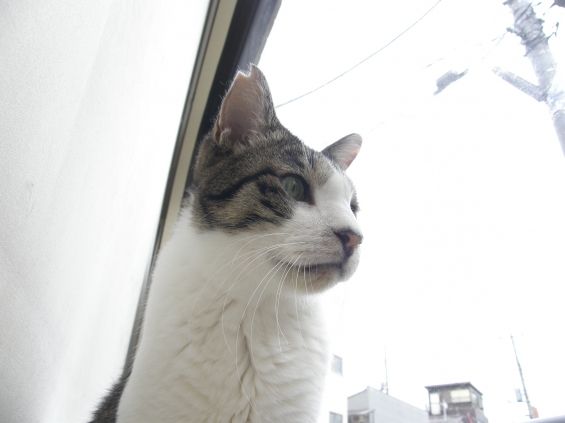 猫画像｜窓辺のヒデくん