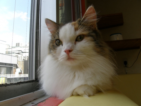 猫画像｜窓辺のお姫さま