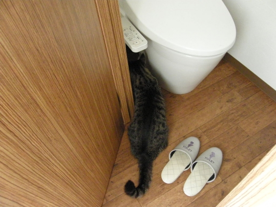 猫画像｜人用トイレ探検中