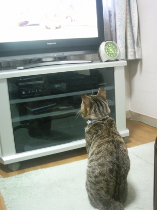 猫画像｜テレビっておもしろいの！