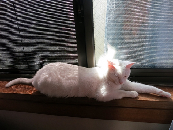 猫画像｜日の当たる窓辺が好き1