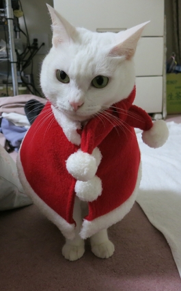 猫画像｜Merry Christmas!