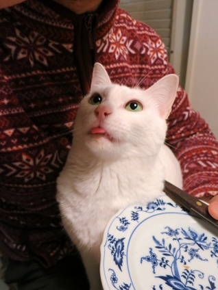 猫画像｜雪菜のグルメ　ペロリ