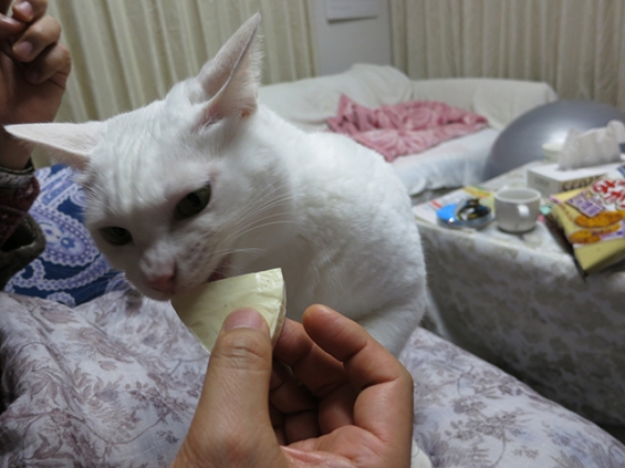猫画像｜雪菜のグルメ　クリームチーズ