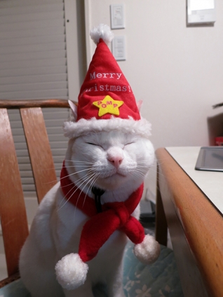 猫画像｜雪菜サンタ！