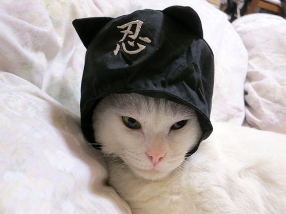 猫画像｜お父さんからのプレゼント、忍者頭巾