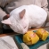 猫画像｜柚子茶巾寿司、美味しく頂きました