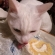 猫画像｜雪菜のグルメ　記念日のロールケーキ