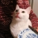 猫画像｜雪菜のグルメ　ペロリ