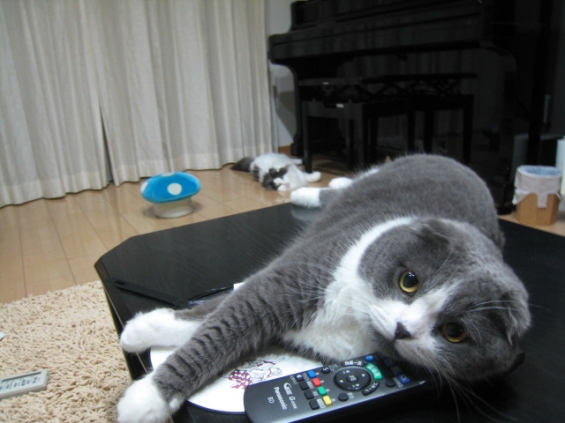 猫画像｜テレビを見せて❤