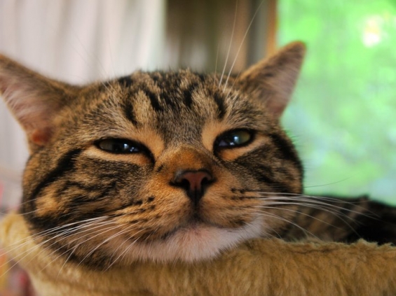 猫画像｜ネコバス的表情