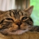 猫画像｜ネコバス的表情