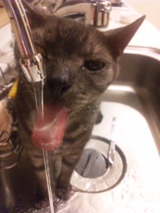 猫画像｜お水飲んでます