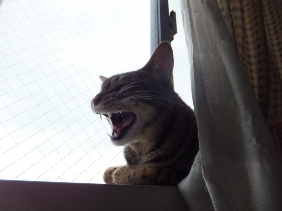 猫画像｜窓辺サイコー