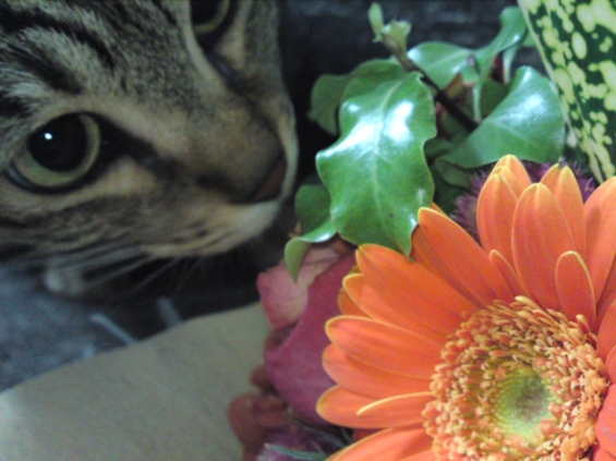 猫画像｜お花と私