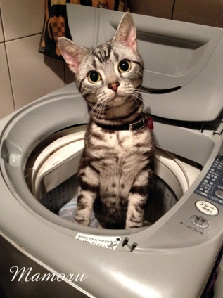 猫画像｜洗濯ネコ
