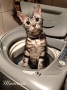 洗濯ネコ