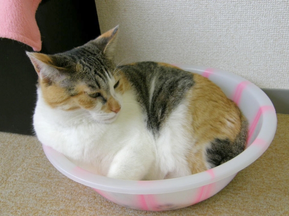 猫画像｜洗面器が特等席