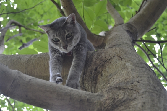 猫画像｜降りれるかなぁ?