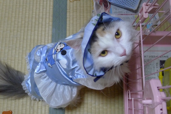 猫画像｜ブルーのドレスを着た少女