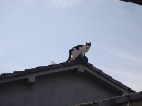 猫画像｜青空と屋根の上の猫