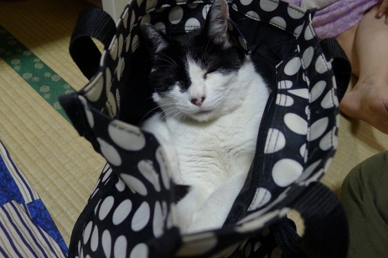 猫画像｜白黒バッグに入った白黒猫
