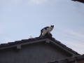 青空と屋根の上の猫