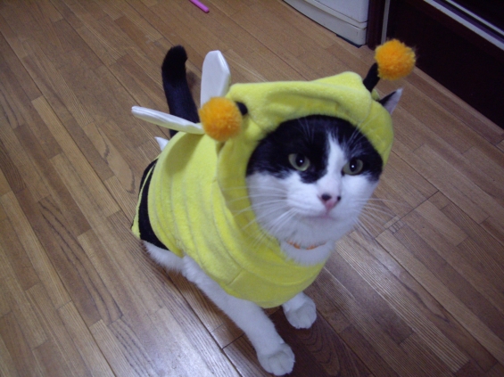 猫画像｜ハチさん～♪