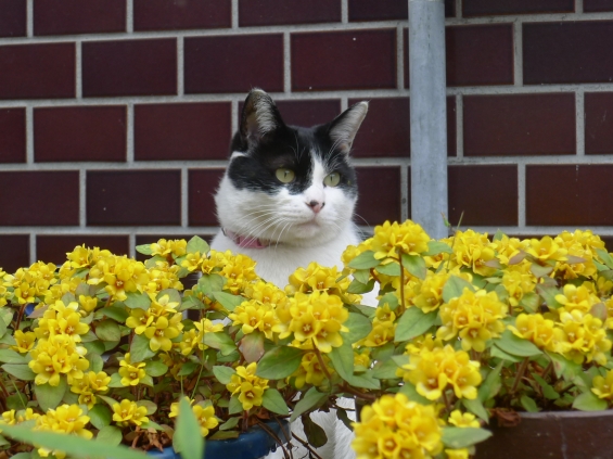 猫画像｜黄色い花とタマ