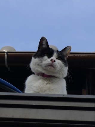 猫画像｜屋根やっぱ最高だな♪