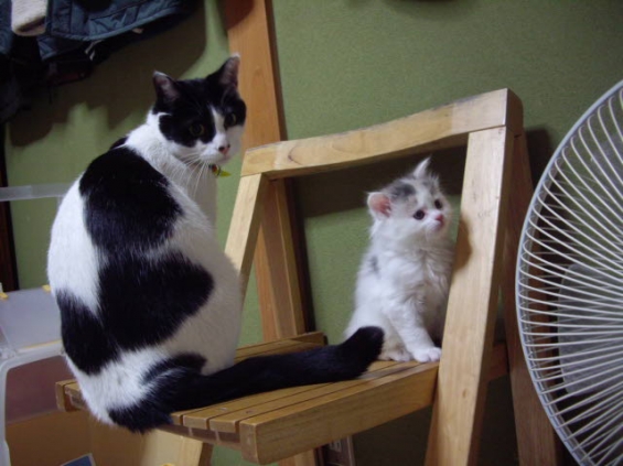猫画像｜椅子に２匹・・