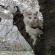 猫画像｜桜と猫