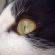 猫画像｜綺麗な目