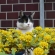 猫画像｜黄色い花とタマ