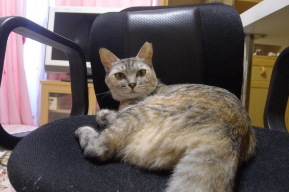 猫画像｜椅子好き～♪